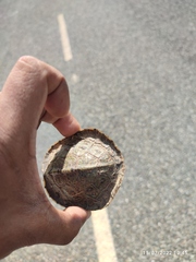 Rhinoclemmys pulcherrima pulcherrima