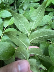 Vaccinium erythrocarpum