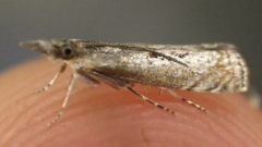 Microcrambus discludellus