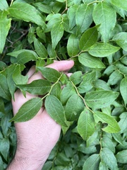 Vaccinium erythrocarpum