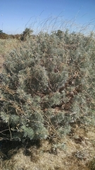 Magnoliopsida