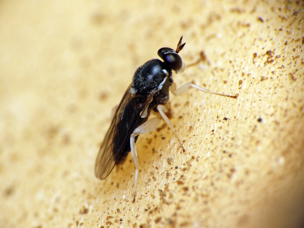 Solva crepuscula
