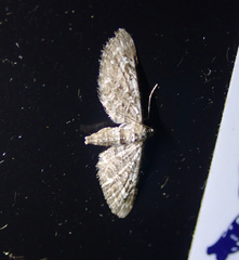Eupithecia nanata