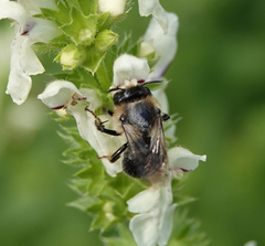 Anthophora furcata