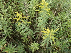 Solidago canadensis
