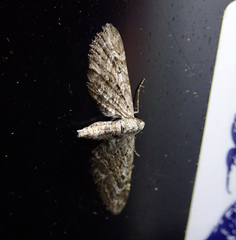 Eupithecia nanata