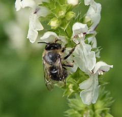 Anthophora furcata