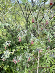 Onosma confertum