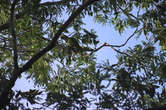 Amazona autumnalis