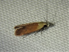 Anacampsis fullonella