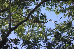 Amazona autumnalis