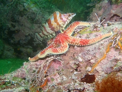 Oxylebius pictus