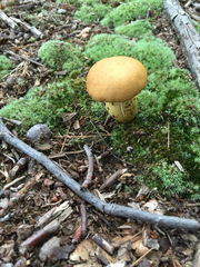 Aureoboletus roxanae