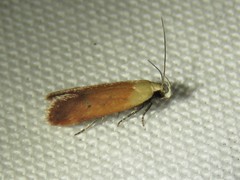 Anacampsis fullonella