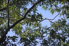 Amazona autumnalis