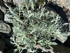 Chaenactis thompsonii