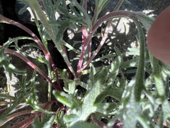 Chaenactis thompsonii