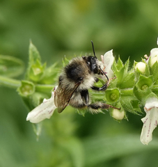 Bombus sylvarum