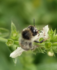 Bombus sylvarum