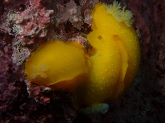 Doriopsilla albopunctata