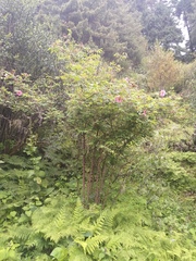 Rosa macrophylla
