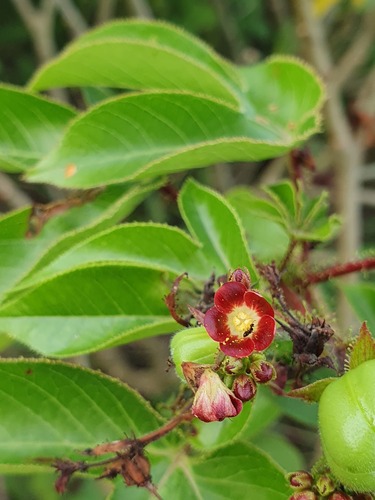 Bellyache Bush