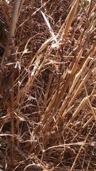 Araneae