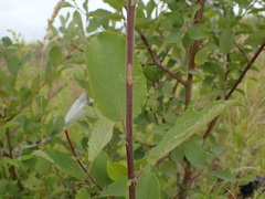 Salix caprea