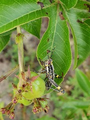 Jatropha gossypiifolia image