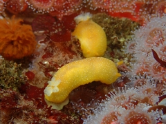 Doriopsilla albopunctata