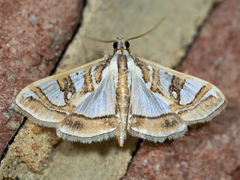 Glyphodes pyloalis