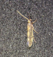 Agraylea