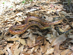 Pituophis vertebralis