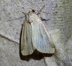 Photedes minima