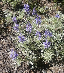 Lupinus obtusilobus