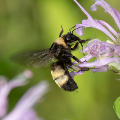Bombus auricomus