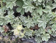 Potentilla nivalis