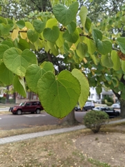 Cercidiphyllum japonicum