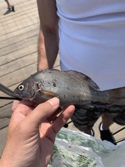 Cheilotrema saturnum