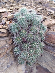 Echinocereus