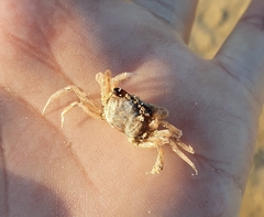 Ocypode ryderi
