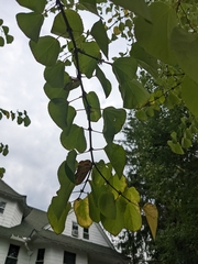 Cercidiphyllum japonicum