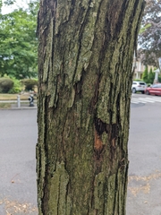 Cercidiphyllum japonicum