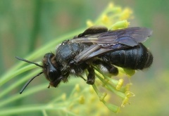 Andrena pilipes