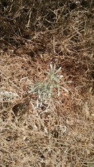 Lupinus