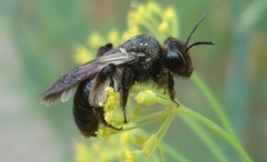Andrena pilipes