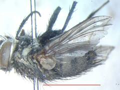 Chrysoexorista
