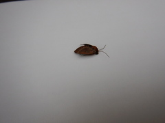 Xestia aequaeva