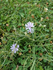 Cichorium intybus