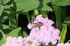 Epistrophe eligans